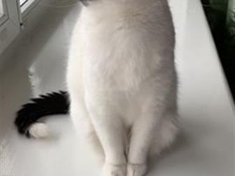  (-)   !    !-   , ,  ( ,   