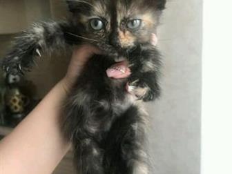        ,   - , -       ,  -   , -    , ,  