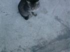 Котики ждут людей с добрым сердцем