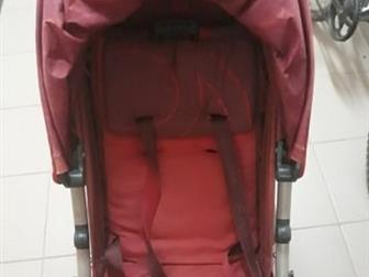    Cybex calisto,    ,          , : /  