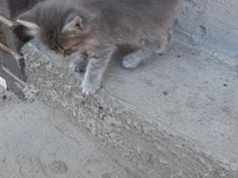  ,     ,  , ,   ,   ,     (, , ),    ,  