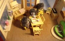 Sylvanian Families    