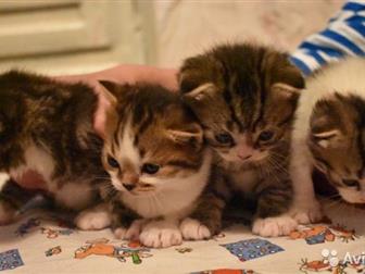   ,    ,   -  , Colour-bleack spotted white /scottish fold / 25/12/19,       