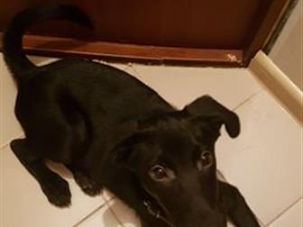  (),     ,   4-5 ,  ,    ,      , ,   