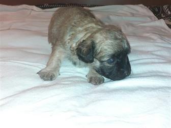  -   ,    ,   20, 09,       18,      15, 11,  