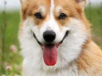      Bunase Patrik Torvayn (n/b)(Ginger Elf Archibald (n/b) /Face Factory Dynasty Kenzi)  :10, 04, 2016-,  