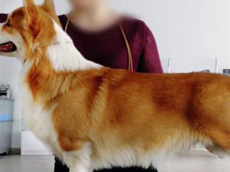      Bunase Patrik Torvayn (n/b)(Ginger Elf Archibald (n/b) /Face Factory Dynasty Kenzi)  :10, 04, 2016-,  