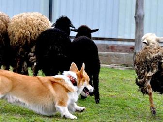      Bunase Patrik Torvayn (n/b)(Ginger Elf Archibald (n/b) /Face Factory Dynasty Kenzi)  :10, 04, 2016-,  