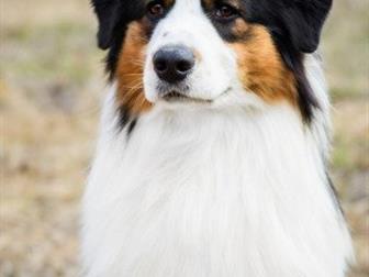   -   ( ) ,  , ,      , ,  