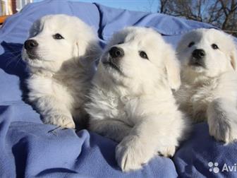     - ,      ,  ,   23  2019,         