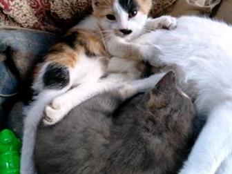     , ,  , , ,      , ,    , ,         