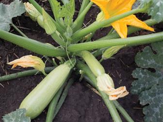  foto    KS 35 F1   36626778  --