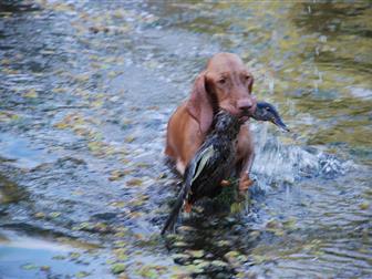 ����� � �������� ���������� ����� �������� � �������-��-����