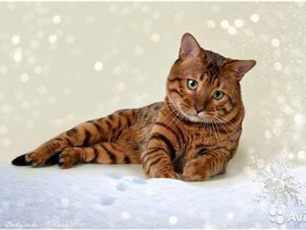     ,  n24,   ,   ,    (Russicats, Mainstreet, Amazongold, Azanabengals),  --