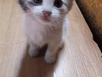     ,     ,  