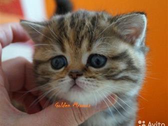  Golden Mramur      -  (  ),     , ,,  
