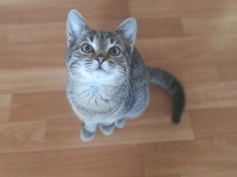  , ,         (  ),    4 ,    ,     ,  