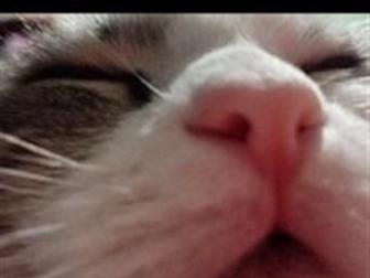  7 ,  ,   ,  ,  ,  ,  ()   ,   ,  