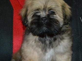  LHASA APSO, , 25, 12, 2020   ,  ,      蠠     