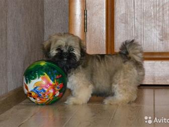  LHASA APSO, , 25, 12, 2020   ,  ,      蠠     