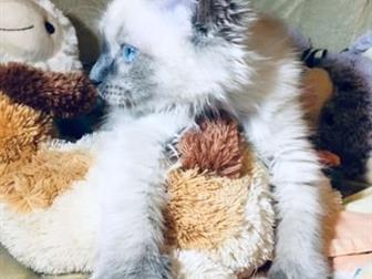  ,     Ragdoll ,   ,   ,              