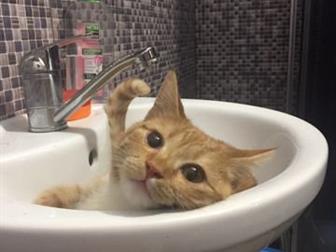     ,  (1 ),  ,          (  ,   ,   , ,  -
