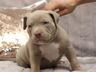  Blue star american bully         -    ,    14, 11, 19,    ;)  -