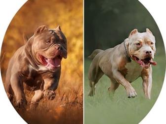  Blue star american bully         -    ,    14, 11, 19,    ;)  -