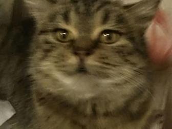   ,   ,  ,    