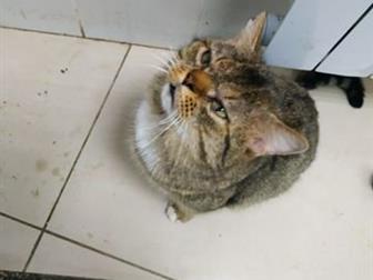    ,   ,    ,        ,  