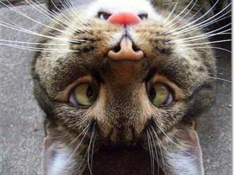   ,  ,   ,   ,  ,    ,      