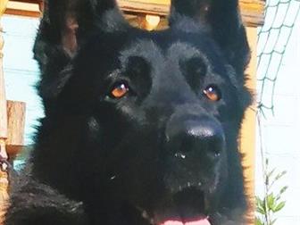  ,  , , ,  27, 04, 16 FARGO DEFENDER HOUSE(FERZ KATTYVAL x BOGEMA ZOLOTAYA ERA VOM LASTHOUSE),   ,  ,  