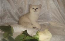 ��������� ������ ���������� ��������