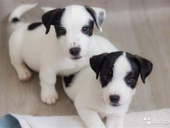              ,  : NON STOP LARKY ONLINE (  ,  
