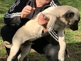   V, K, KANGAL TURK KAN   KANGAL COBAN KOPEGI, , 16, 06, 2019,    ,    ,    