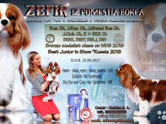 ZEFIR IZ POMESTIA BOREA ( DANCE FOR YOU V, RACHIELIA  YANIKA ALEKSIA DREAM),  , ,  15, 09, 2017 ,  , 4-  ,  ,  