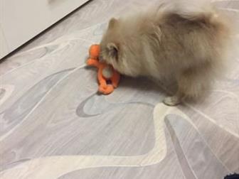  -   4,5 , , ,  ,      ,     