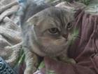 Отдам кошку