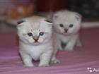   - (Scottish-Fold)