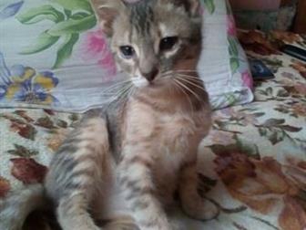    !,  5-6 , ,    ,  ,  ,  , ,  ,   