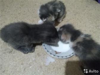  ,    ,          ,  