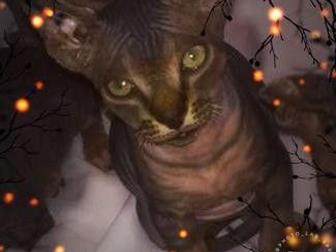  ,  ,    ,  