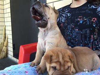     - -    ,       ,  ,   ,  